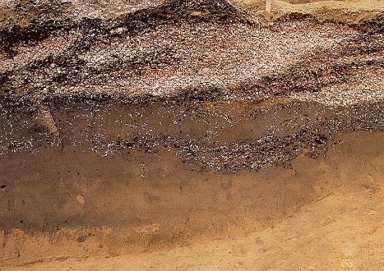 上長浜貝塚　発掘調査区東側貝層断面