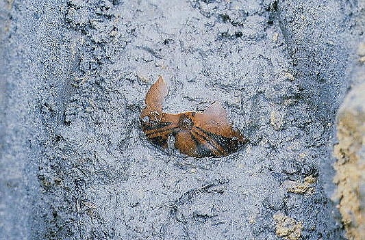 西川津遺跡（海崎地区）　文様入りヒョウタン出土状態