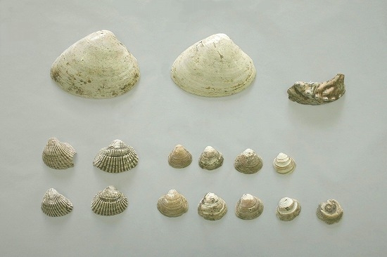 67　矢野貝塚（ハマグリ・アワビ・サルボウ・ヤマトシジミ）