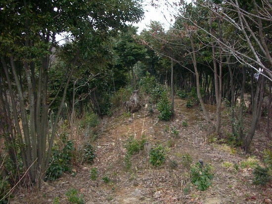 堀部5号墳（2006年2月11日撮影）