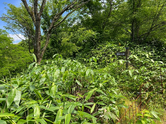 隠地鈩跡（陰地たたら跡、2021.6.20）