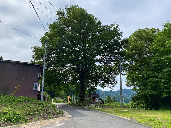 卜蔵家 カツラ（2021.6.20）