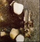 矢野遺跡第1地点　貝層とイノシシの頭骨