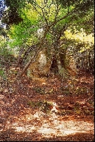 女夫岩近景（西方から）